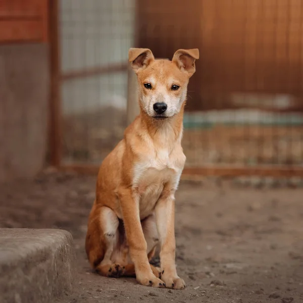 Cachorro Raza Mixta Rojo Joven Sentado Refugio Para Perros —  Fotos de Stock
