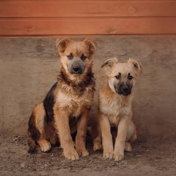 Deux Jeunes Chiots Assis Ensemble Refuge — Photo