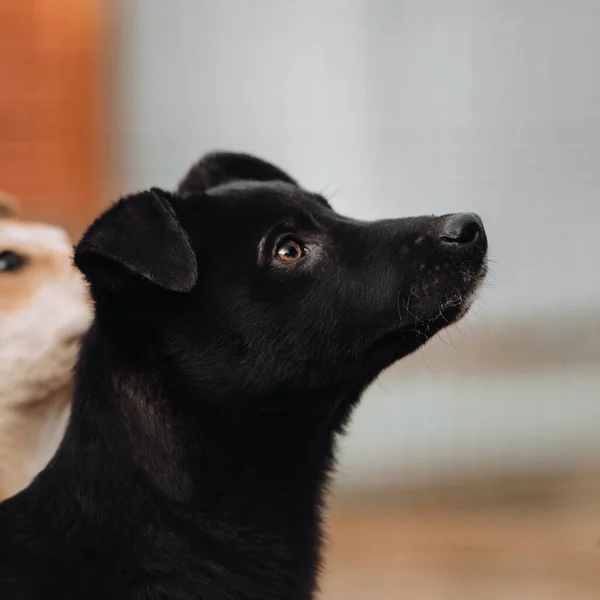 Noir Portrait Chiot Race Mixte Levant Les Yeux — Photo