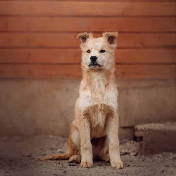 Cucciolo Razza Mista Posa Rifugio Cani — Foto Stock