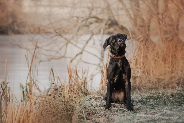 Ung Käpp Corso Hund Krage Sitter Utomhus Royaltyfria Stockfoton