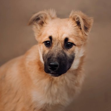 Kırmızı melez köpek portresi. Yaklaş.