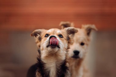 Barınakta melez köpek yavrusu burnunu yalıyor.