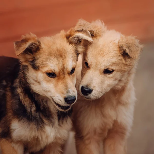 Two Mixed Breed Puppies Portrait Close — Stock Photo, Image
