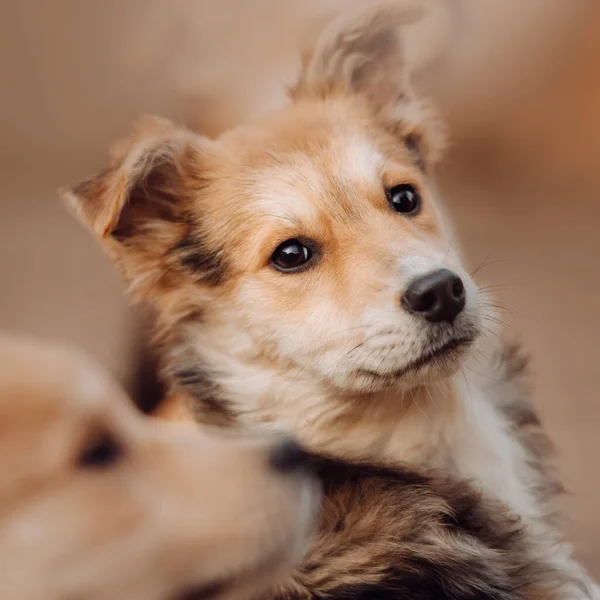 若い混合品種の子犬の肖像画は屋外で閉じます — ストック写真