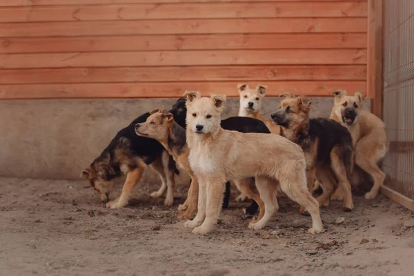 Group Puppies Shelter Waiting Adoption — Stock Photo, Image