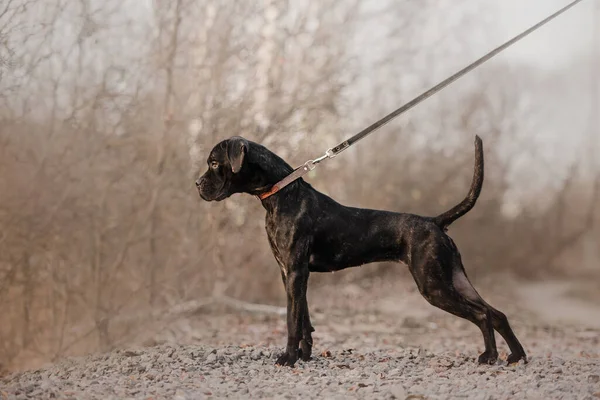 Genç baston corso köpeği tasmayla dışarıda duruyor.