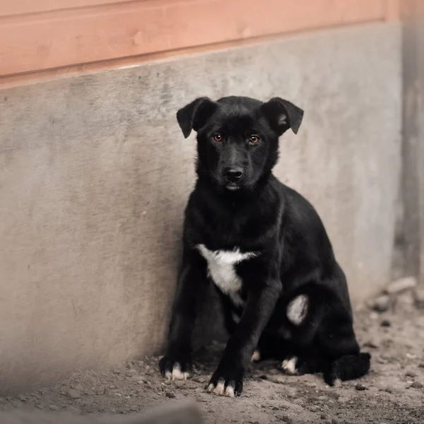 避難所に座っている黒混合種の子犬 ロイヤリティフリーのストック写真