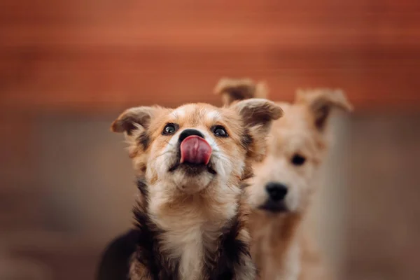 混种的小狗在庇护所里舔鼻涕 免版税图库图片