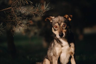 Komik melez köpek portresi. Şaşırmış görünüyorsun.