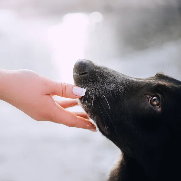 Close Van Een Hond Neus Menselijke Hand Buiten — Stockfoto