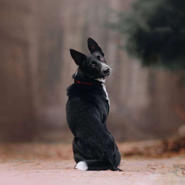 Весёлая Чёрная Собака Смешанной Породы Сидит Открытом Воздухе Осенью — стоковое фото