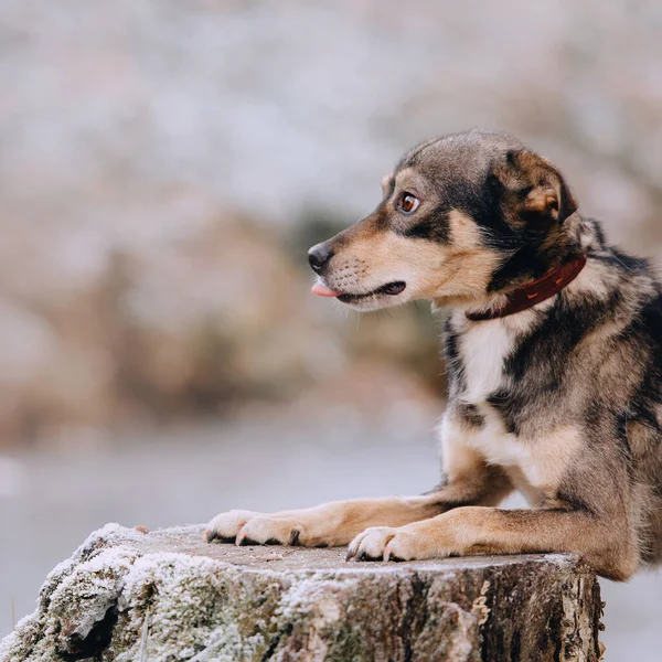 Grigio Misto Razza Cane Ritratto All Aperto Collare — Foto Stock