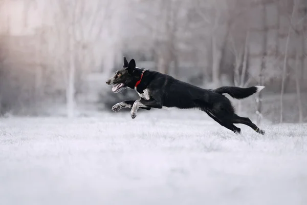 Joyeux Chien Race Mixte Qui Court Extérieur Hiver — Photo