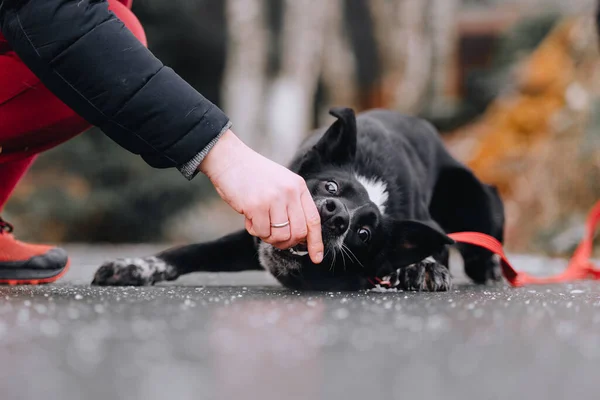 Czarny Mieszane Rasy Pies Szkolenia Położenia Zewnątrz — Zdjęcie stockowe