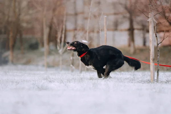 Rolig Blandras Hund Kör Utomhus Ett Koppel Vintern — Stockfoto