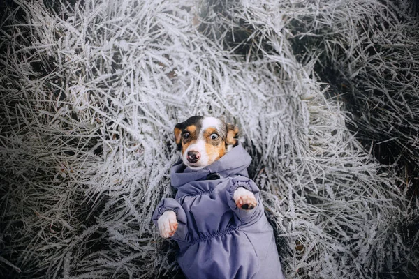 Teckel Hond Winterjas Liggend Ijzig Gras Bovenaanzicht — Stockfoto