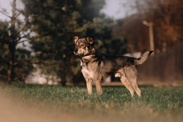 Chien Race Mixte Debout Extérieur Dans Parc — Photo