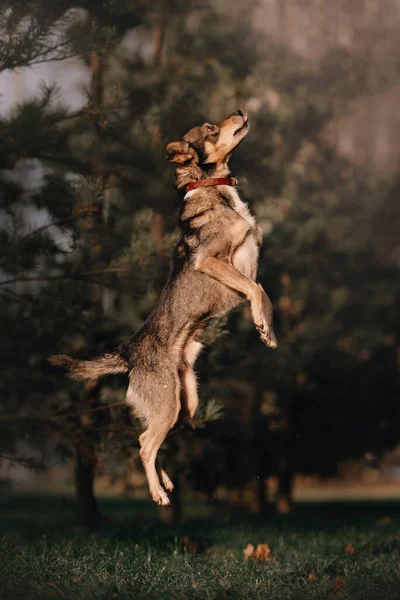 Glad Blandras Hund Hoppar Upp Utomhus — Stockfoto