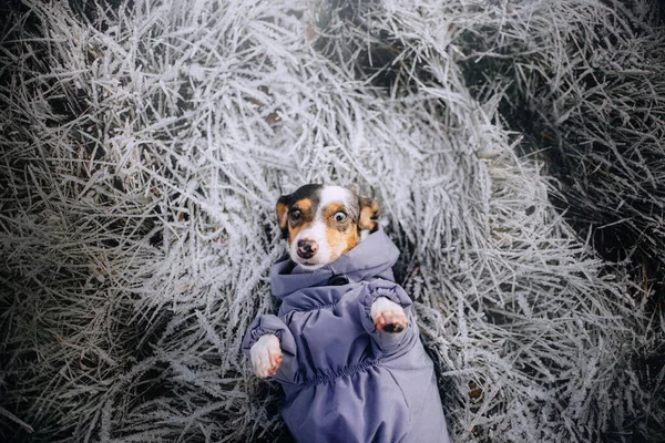冬のジャケットを着たダックスフントの犬が草の上に寝そべって ストックフォト
