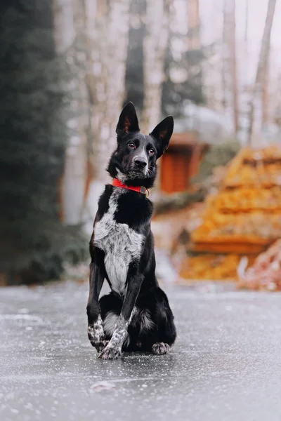 Черная Собака Смешанной Породы Сидит Открытом Воздухе Зимой Стоковая Картинка