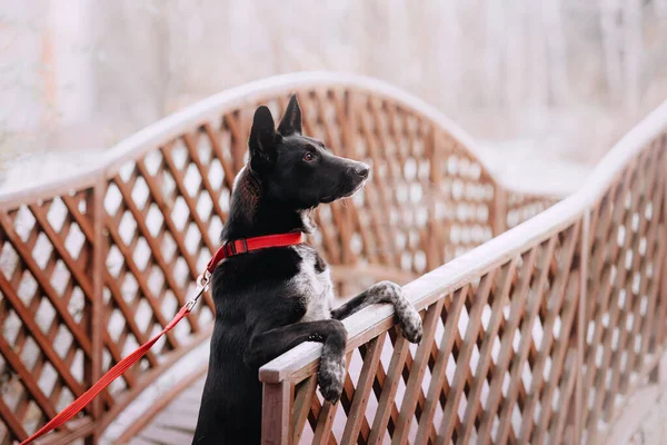 Черный Смешанной Породы Портрет Собаки Открытом Воздухе Красном Воротнике Лицензионные Стоковые Фото