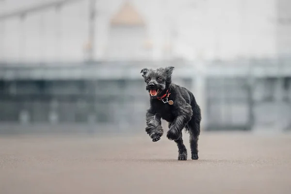 幸せな混合品種の犬が襟の中で屋外に走り — ストック写真