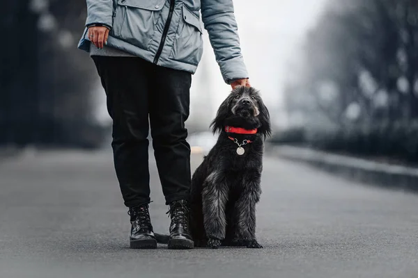 Mixed Breed Dog Sitting Next Owner Legs Outdoors — Stock Photo, Image