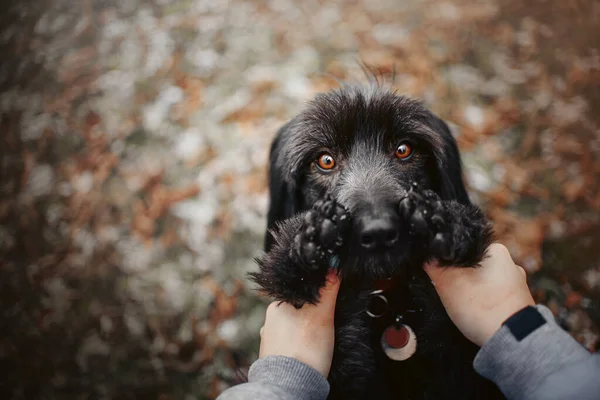所有者の手を持つ混合品種の犬の肖像画 トップビュー ストック画像