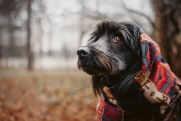 Gris Mestizo Perro Retrato Envuelto Una Bufanda Aire Libre Fotos De Stock