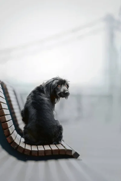 Όμορφη Μικτή Φυλή Σκυλί Κάθεται Ένα Παγκάκι Εξωτερικούς Χώρους — Φωτογραφία Αρχείου