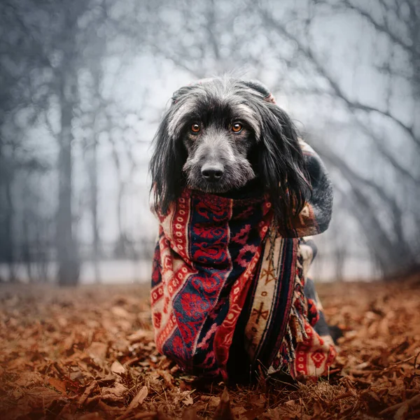 Cão Misto Cinza Envolto Cachecol Livre Outono — Fotografia de Stock