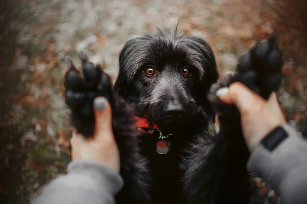 灰色の混合品種の犬の肖像画屋外のトップビュー ストックフォト