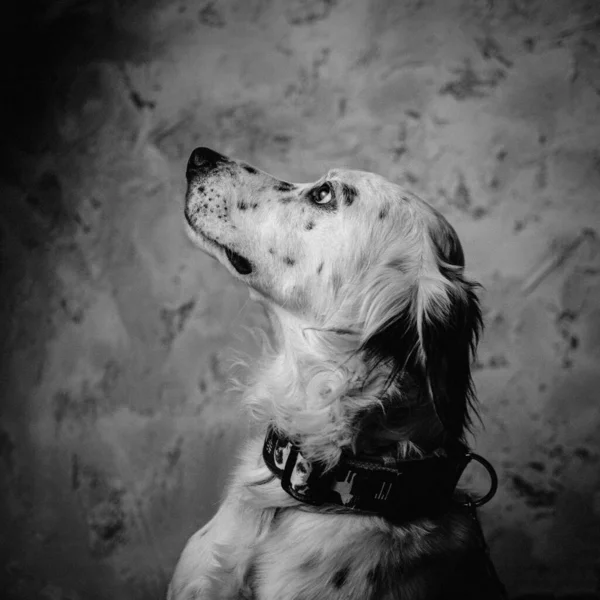 Portrait Chien Setter Anglais Dans Collier Intérieur Noir Blanc — Photo