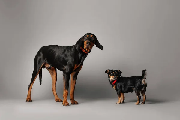 Twee grappige mied ras honden op grijze achtergrond — Stockfoto