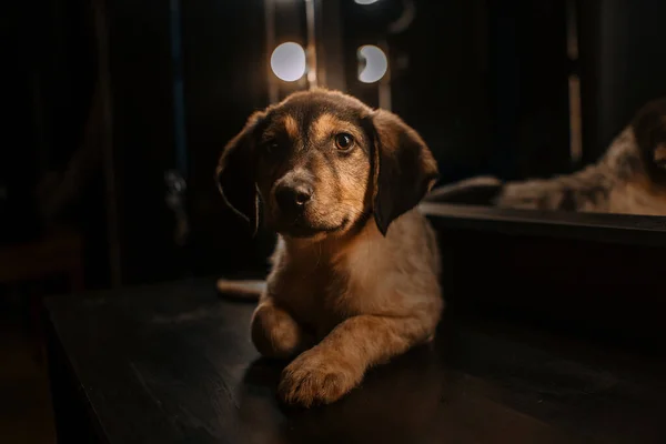 Lindo cachorro de raza mixta acostado en el interior — Foto de Stock