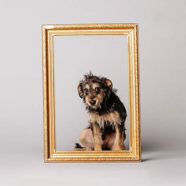 Divertido Pequeño Perro Raza Mixta Posando Marco Madera Fotos De Stock Sin Royalties Gratis