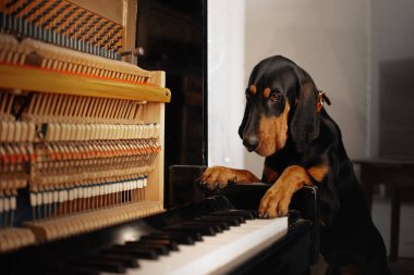 Piyanoyla evde poz veren rakun köpeği.
