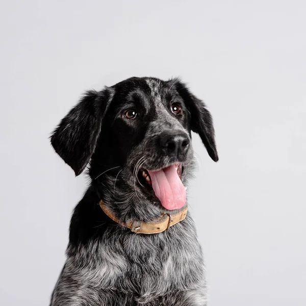 Happy young mixed breed dog portrait in the studio — Stock Photo, Image