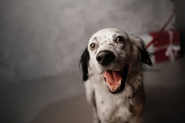 Glad engelsk setter mix hund porträtt inomhus — Stockfoto