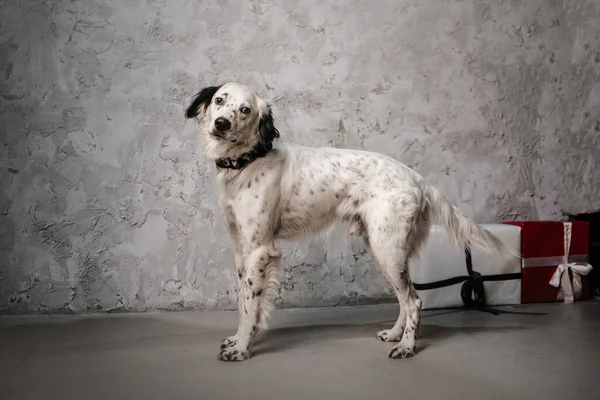 Genç İngiliz köpek içerde duruyor. — Stok fotoğraf