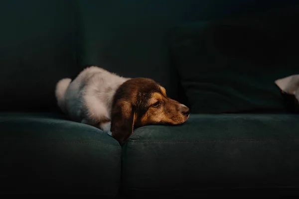 Küçük melez köpek yavrusu kanepede uzanıyor. — Stok fotoğraf