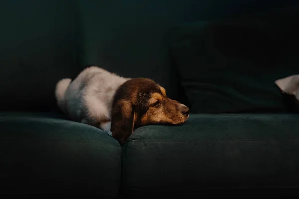 Cachorro de raza mixta pequeña acostado en el sofá en el interior Fotos de stock