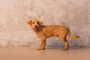 üzgün kırmızı melez köpek duvarın yanında poz veriyor.