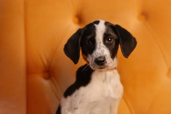 Black and white mixed breed puppy portrait — Stock Photo, Image