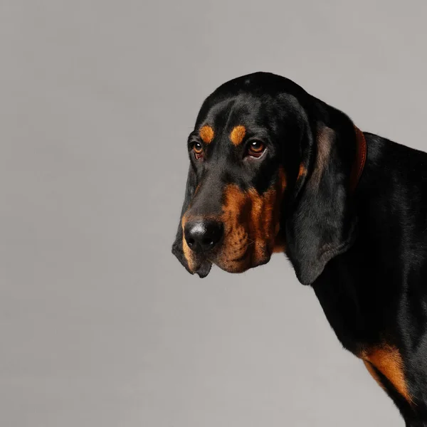 Coonhound cão retrato no fundo cinza — Fotografia de Stock