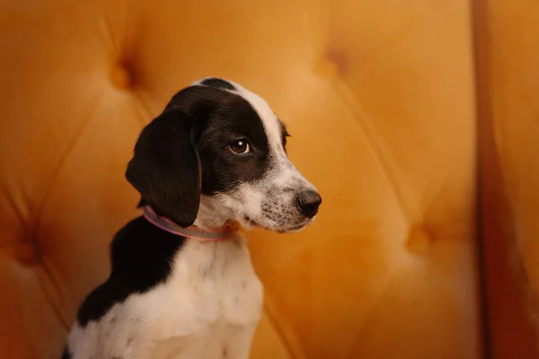 Black and white mixed breed puppy portrait indoors — Stock Photo, Image