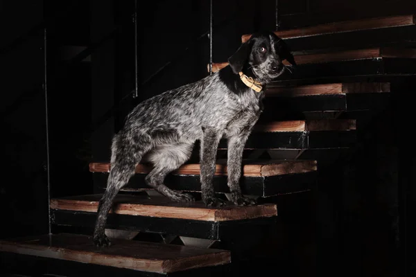 Genç melez köpek bir merdivende duruyor. — Stok fotoğraf