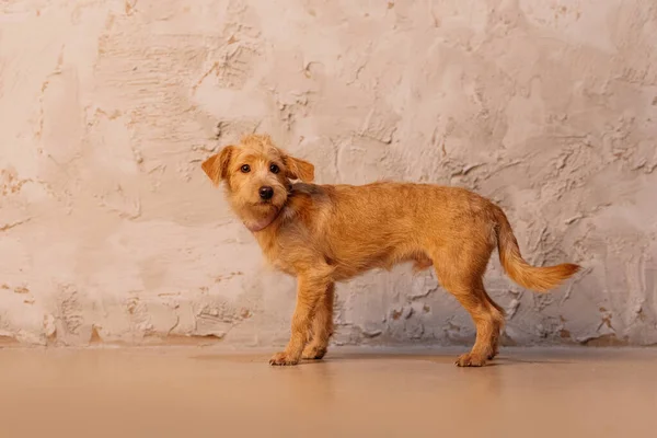 Triste rojo mestizo perro posando por una pared en el interior Imágenes de stock libres de derechos