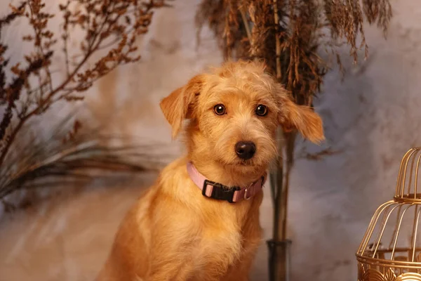 Rojo terrier mezcla perro retrato interior Imagen de stock